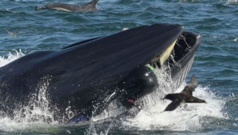Sub inghiottito da una grande balena viene “risputato” illeso