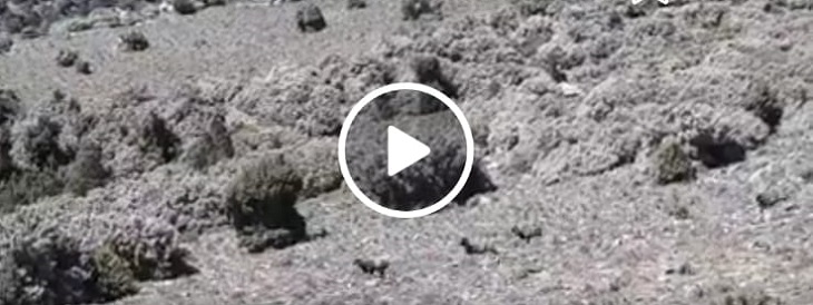 Villagrande-Arzana, piacevoli incontri sui sentieri del Selvaggio verde: mufloni che corrono indisturbati