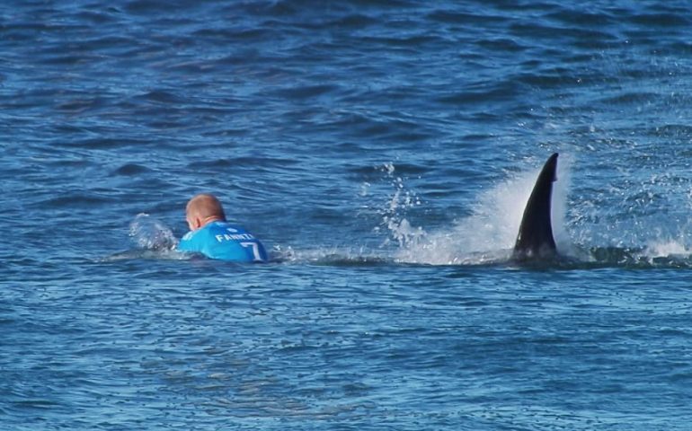 Florida. Uno squalo attacca un giovane surfista: si salva sferrandogli un pugno