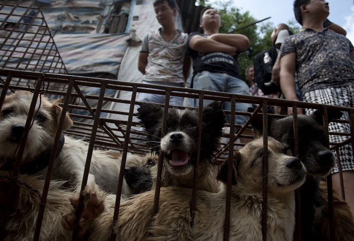 Cina. Festival della carne di cane: abbattuti diecimila animali