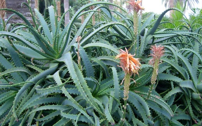 L’aloe per combattere e curare i tumori al cervello