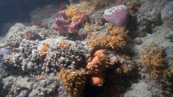 Scoperta la prima barriera corallina in Italia: ecco dove si trova