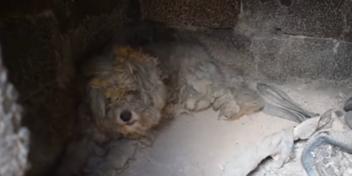 Grecia, le immagini toccanti del cane salvatosi dagli incendi dopo essersi nascosto in un forno per giorni (VIDEO)
