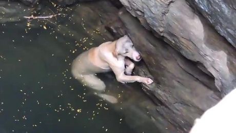 India, la cagnetta caduta in un pozzo e salvata: il video che sta commuovendo gli internauti del Mondo