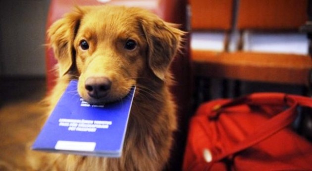 Ancora guai per United Continental: cane spedito in Giappone anzichè a Kansas City