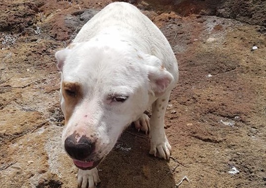 Trapani, getta il cane in mare con una pietra al collo. L’animale si salva, denunciato il padrone