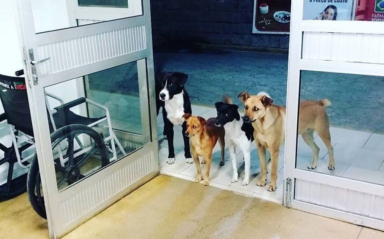 Brasile: un senzatetto viene ricoverato e i suoi cani lo aspettano fuori dall’ospedale