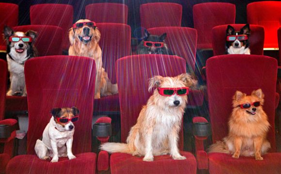 Al cinema con gli amici? No, col cane! In Irlanda e negli Usa è ormai possibile