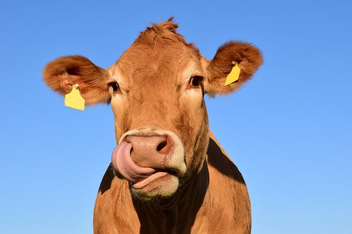 #savePenka la mucca bulgara che ha sconfinato in Serbia e ora rischia la macellazione