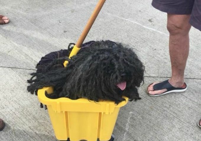 Covington, Kentucky: il cane travestito da Mocio ha vinto il premio “miglior costume per Halloween”