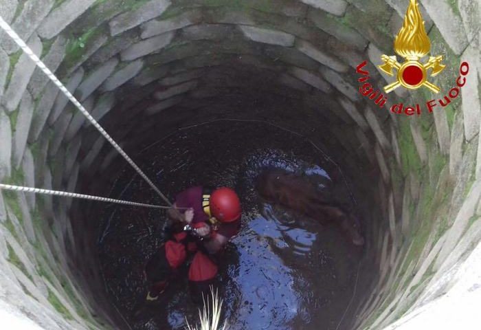 Puledro di pochi giorni cade in un pozzo profondo a Oliena: i Vigili del Fuoco riescono a salvarlo