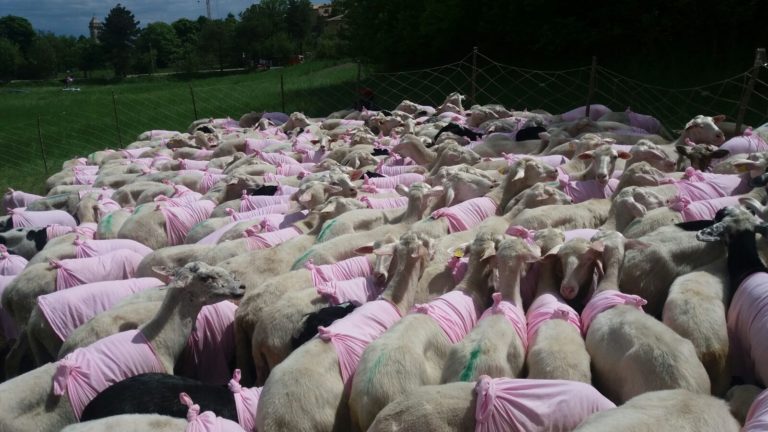 200 pecore in maglia rosa salutano il Giro d’Italia in Abruzzo