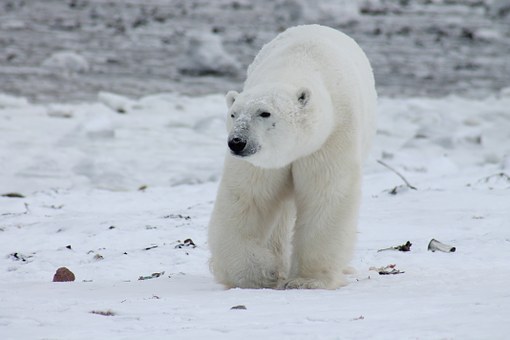 Norvegia. Guardie armate uccidono un orso polare: aveva aggredito dei turisti