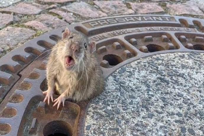 (VIDEO) “Qualcuno salvi Fat Rat!”: topo obeso si incastra in un tombino. Intervengono i vigili del fuoco