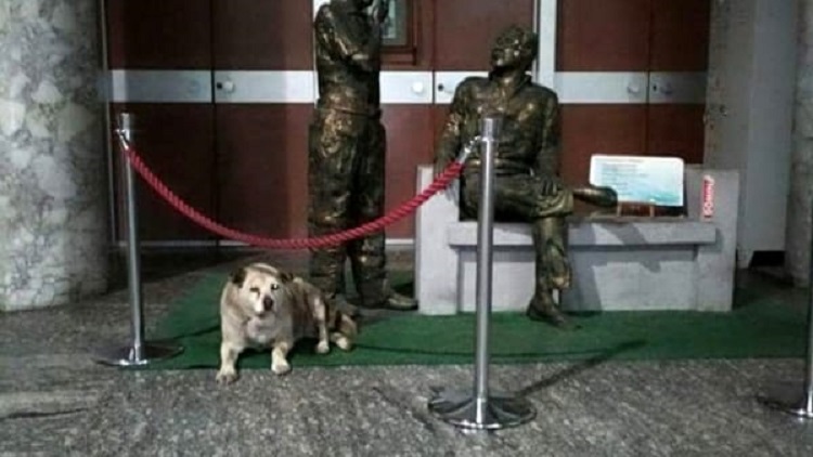 Addio Uccio: è morto il cane che vegliava le statue di Falcone e Borsellino