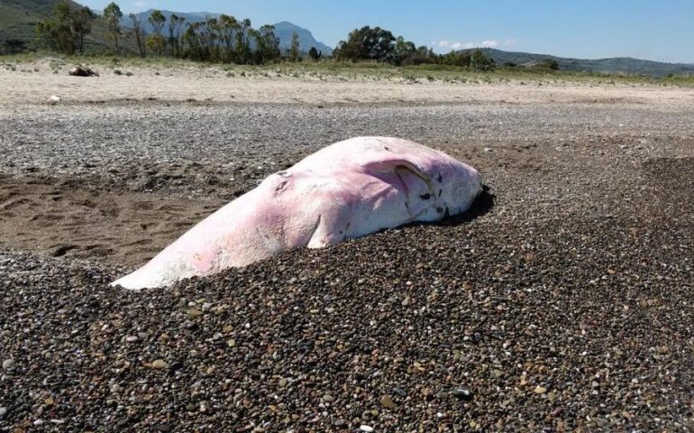 Cucciolo di capodoglio rosa spiaggiato: in pancia chili di plastica