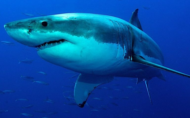 Disaura in su Mare Ruggiu: duos turistas italianos attaccados dae unu canisca, unu mortu e unu affartadu