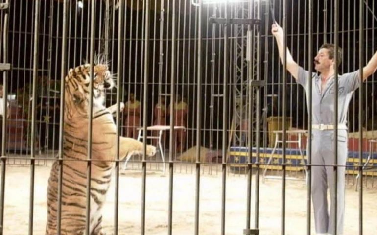 Ucciso dalle tigri a Bari: sbranato domatore del circo Orfei