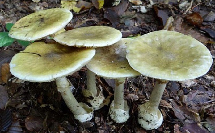 Mangia funghi portati dal marito, distrutto il fegato: c’era anche l’Amanita Phalloides. Accaduto a Torino