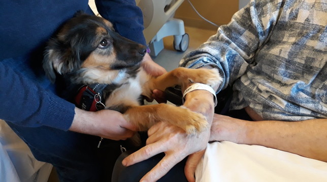 Firenze: vede il suo cane e, dopo l’ictus, ricomincia a parlare