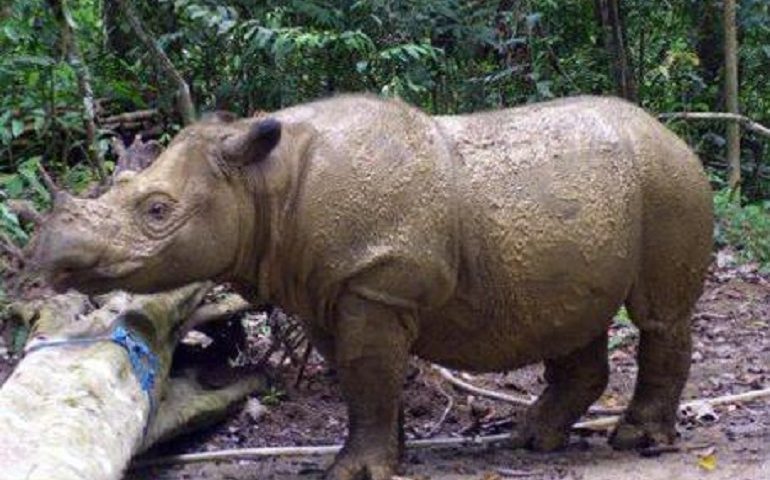 Il cancro uccide l’ultimo rinoceronte di Sumatra rimasto in Malaysia. Poche decine in tutto il mondo