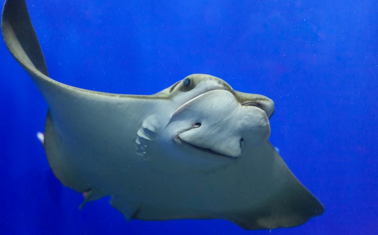 Costa Rica: 12enne italiano punto da una manta rimane paralizzato dal collo in giù