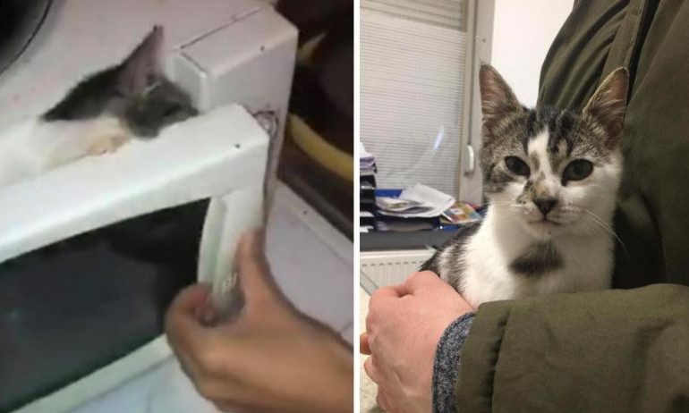Mettono il gatto nel microonde e postano il video del povero animale su Snapchat