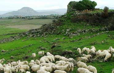Gregge di pecore pascola nelle vicinanze di un nuraghe.