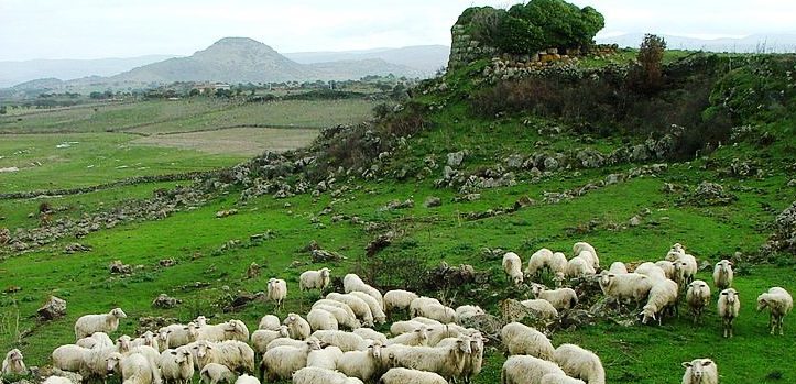 Gregge di pecore pascola nelle vicinanze di un nuraghe.