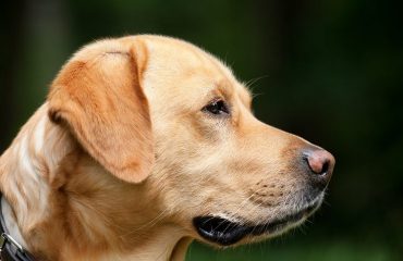 Labrador