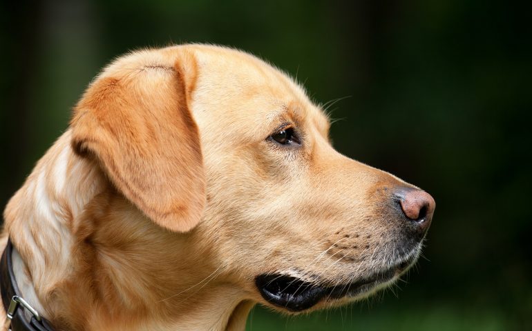 Labrador