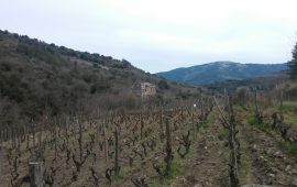 Foto di un vigneto con alcuni vitigni autoctoni a Seui.