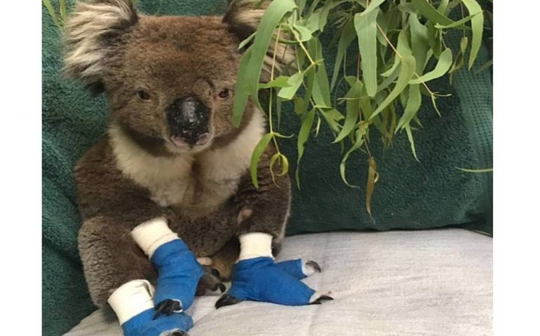 Addio Billy, il koala con le zampette ustionate dal fuoco dell’Australia è morto