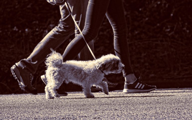 Vicenza, 13enne non raccoglie i bisogni del proprio cane e un anziano li prende e glieli spalma in faccia