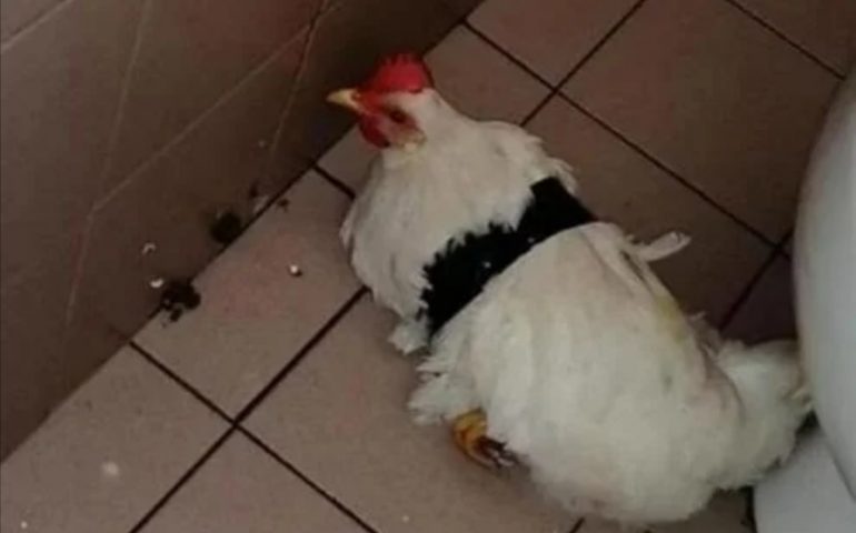 Legano una gallina con il nastro adesivo e la lasciano in bagno: follia in una scuola di Trieste
