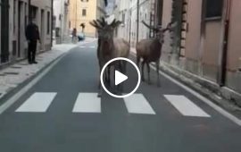 cervi-abruzzo