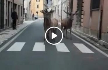 cervi-abruzzo