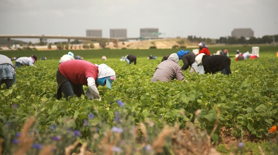 Latina, chiede mascherine al datore di lavoro: bracciante picchiato e buttato in un canale