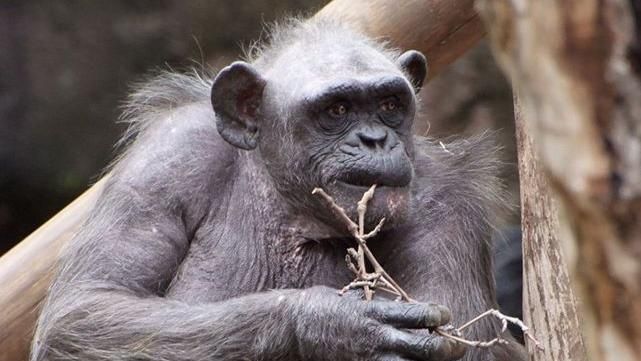 Morta La Vieja, la femmina di scimpanzè più anziana d’Europa: aveva 60 anni