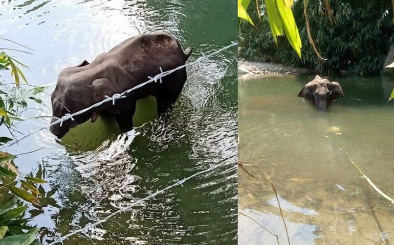 elefante-ucciso-kerala-india