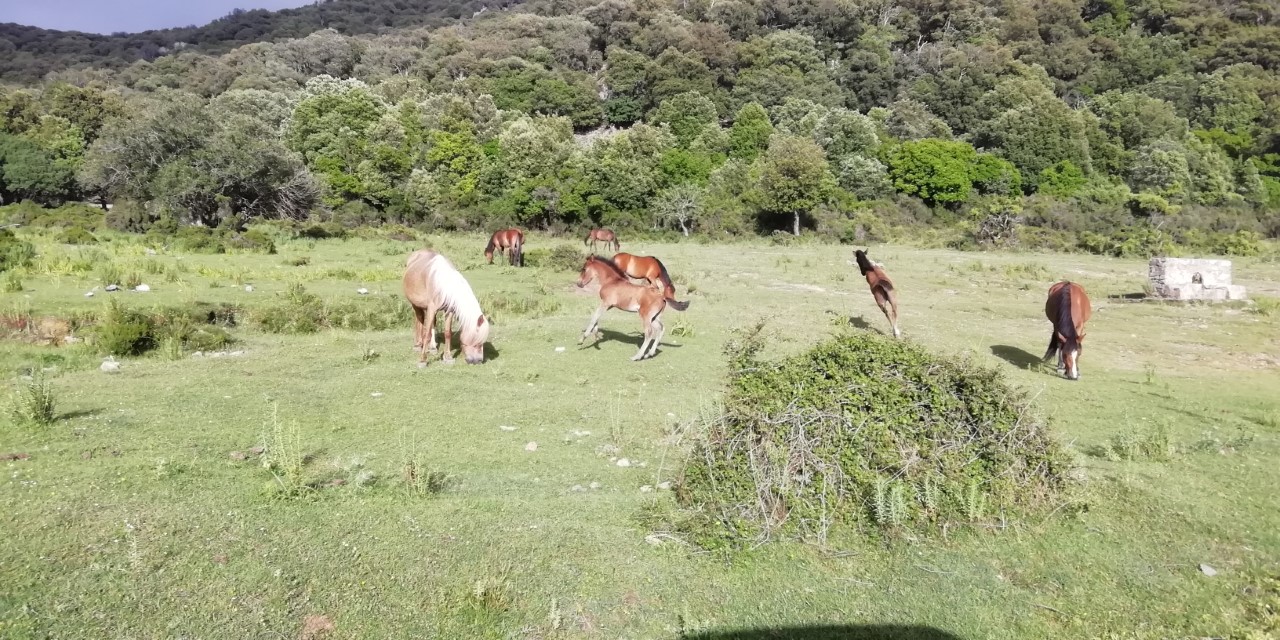 Cavalli liberi nel territorio comunale di Seui.