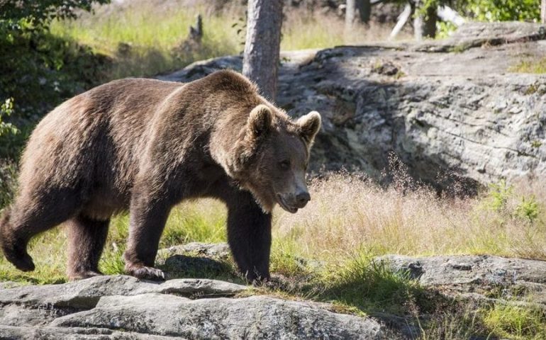 Trentino, l’orso Papillon di nuovo in fuga: ricerche con il GPS, si temono le sue “scorribande”