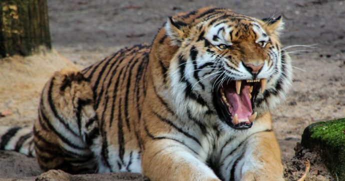 Tragedia allo zoo di Zurigo: una tigre uccide una dipendente entrata nel recinto