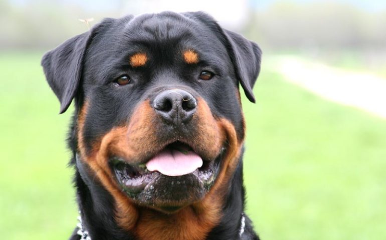 Liguria: legato, al caldo e senz’acqua, cane muore strozzato nel tentativo di liberarsi per bere