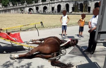 cavallo-reggia-caserta-morto