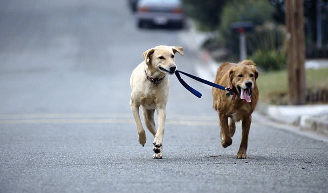 Germania: dal 2021 obbligatorio portare giù il cane almeno due volte al giorno