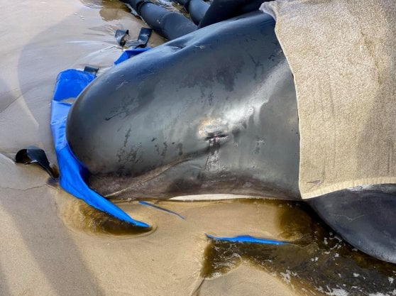 Tasmania: quasi 400 balene morte, lo spiaggiamento di massa più grande mai registrato