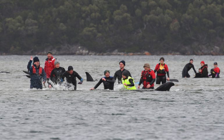 Tasmania: è corsa contro il tempo salvare le balene spiaggiate ancora vive