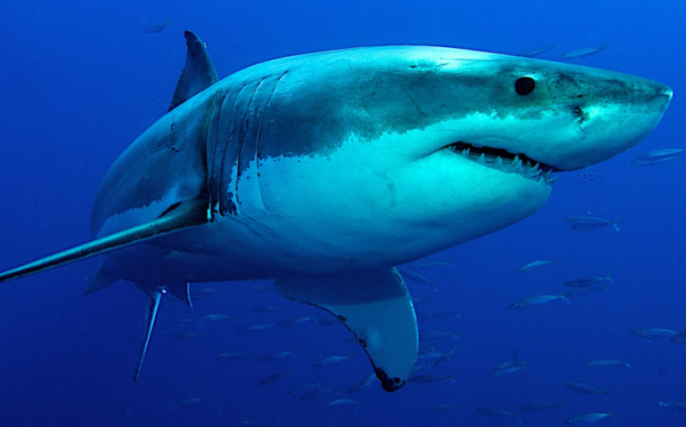 Vaccino Covid-19: mezzo milione di squali potrebbero essere uccisi per produrlo