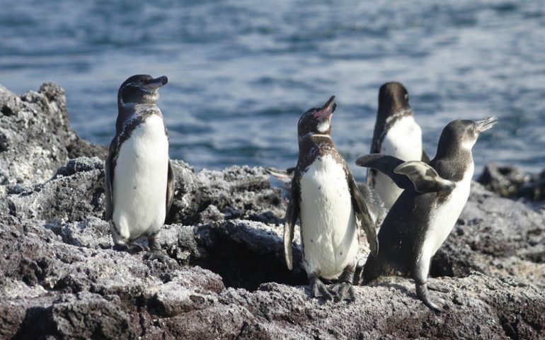 Boom di nascite di pinguini e cormorani nelle Galàpagos: complici covid e clima
